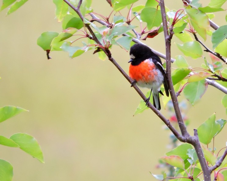 Flame Robin at thelittlegardenfarm