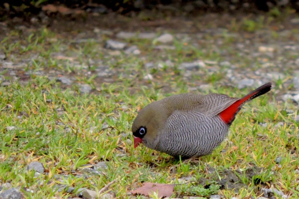 Beautiful firetail Stagonopleura bella on Bruny Island Tasmania