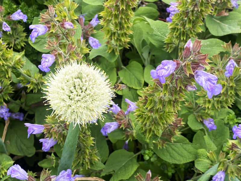 Sustainable Gardening with Bees