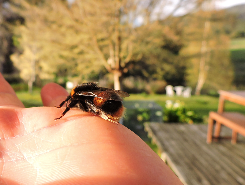 Buff-tailed Bumble Bee Bruny Island Tasmania