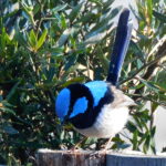 best plce to stay to watch birds on Bruny Island