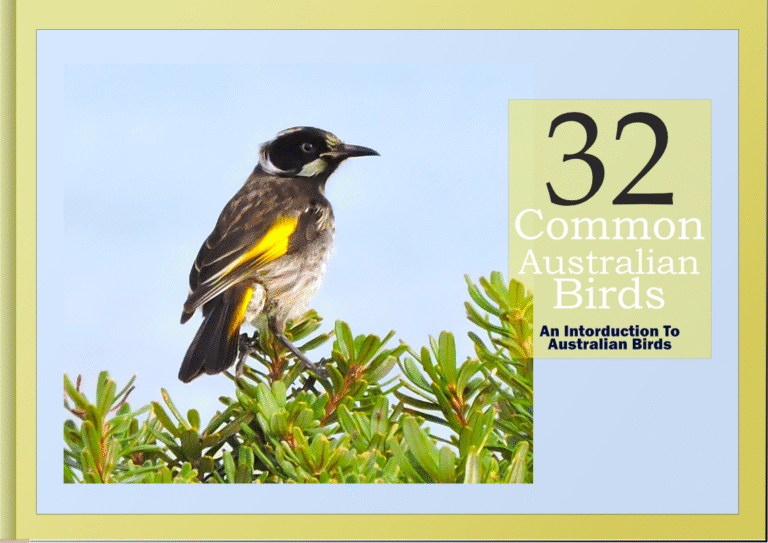Free Homeschool Ebook Download 32 Common Birds of Australia