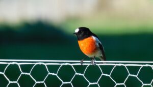Birding Accommodation Bruny Island
