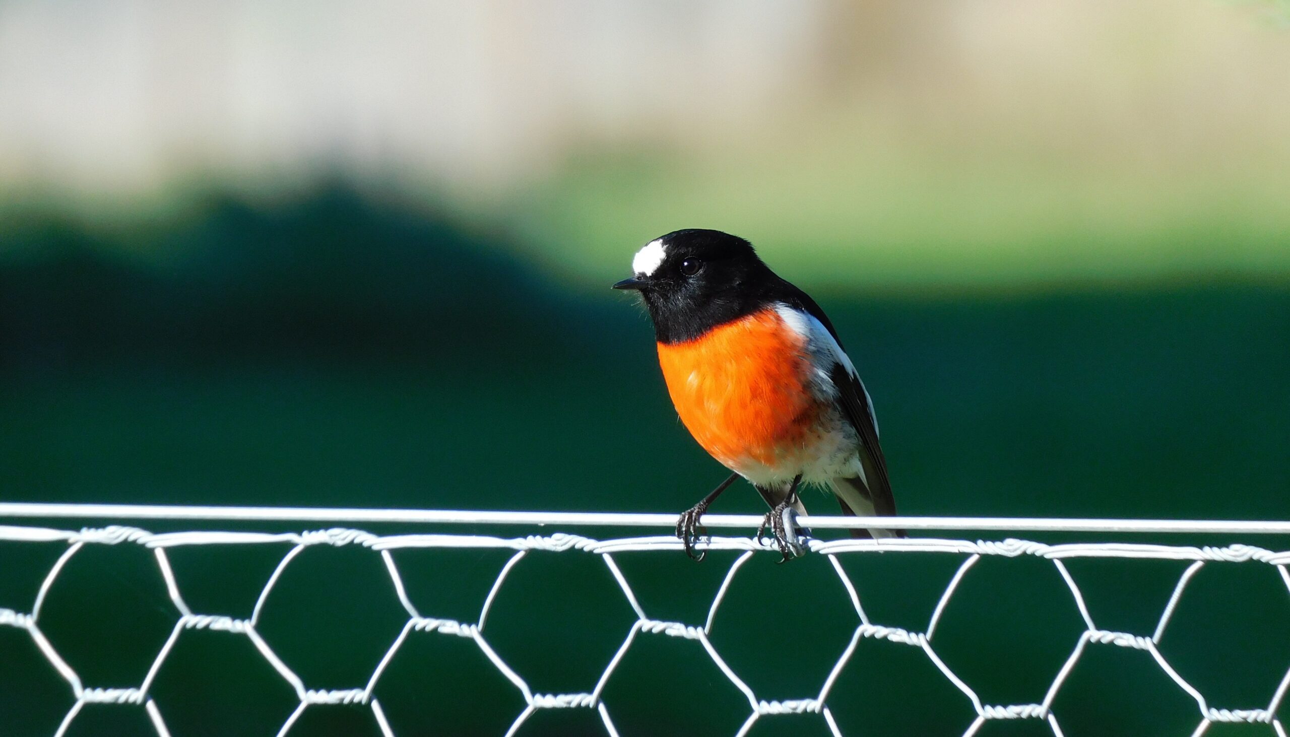 Birding Accommodation Bruny Island