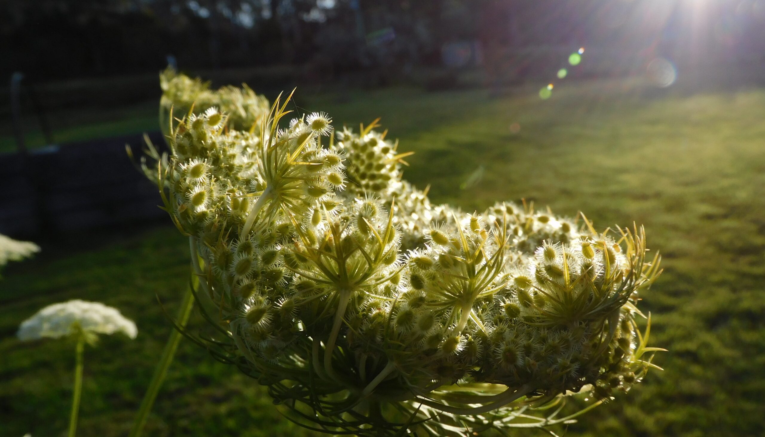 The Little garden Farm Bruny Is
