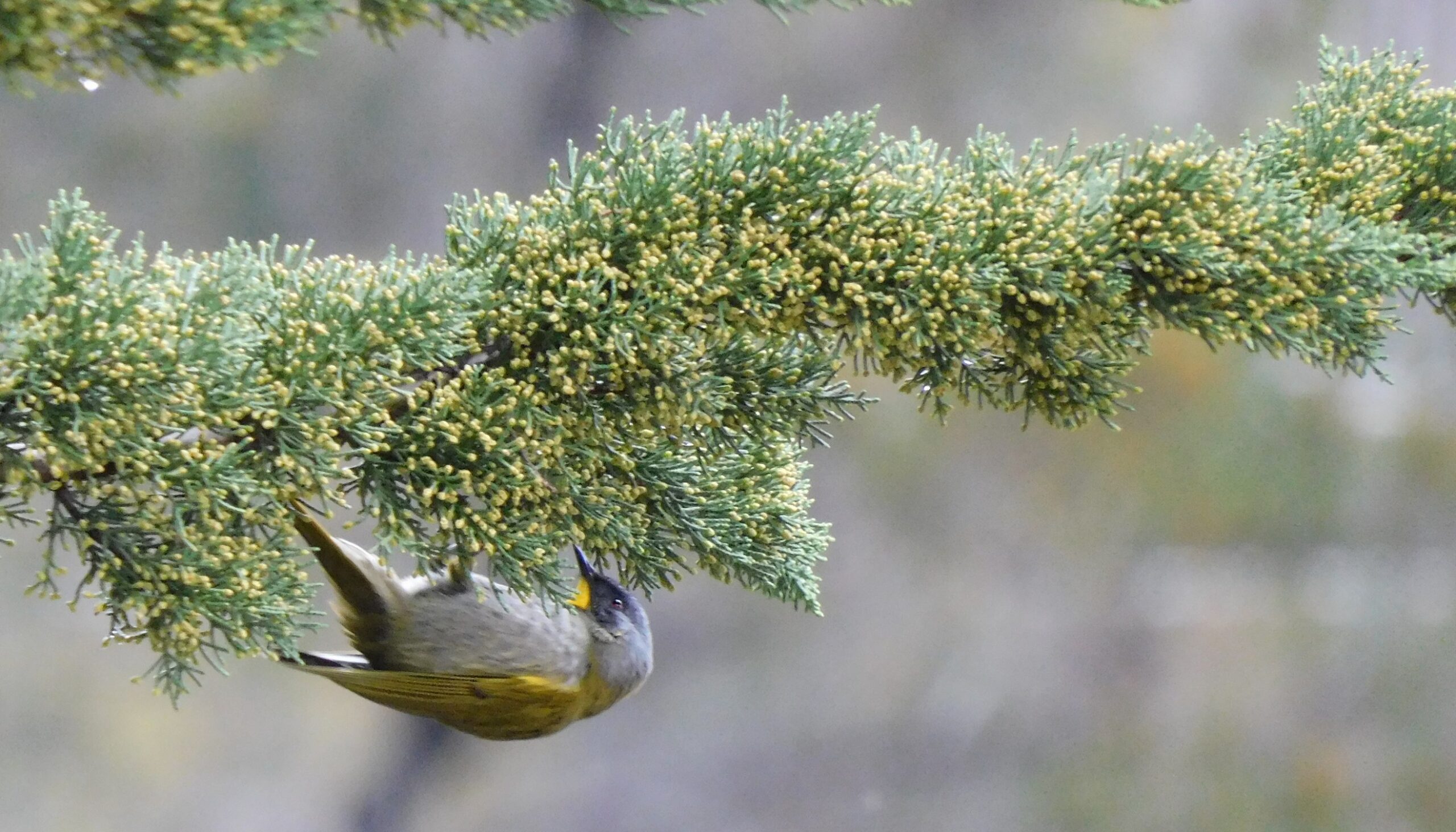 Yellow Throated Honey Eater Bruny Island