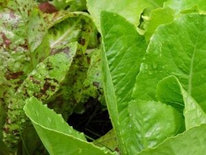 Bruny Island farming close to nature