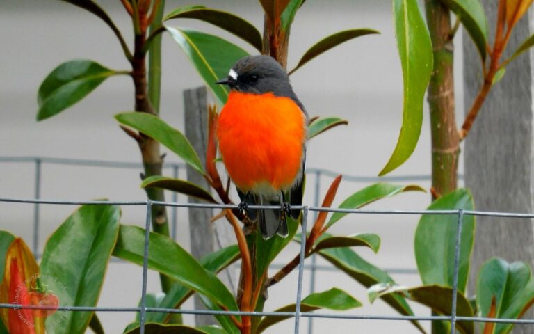 Farm Garden Tours Bruny Island