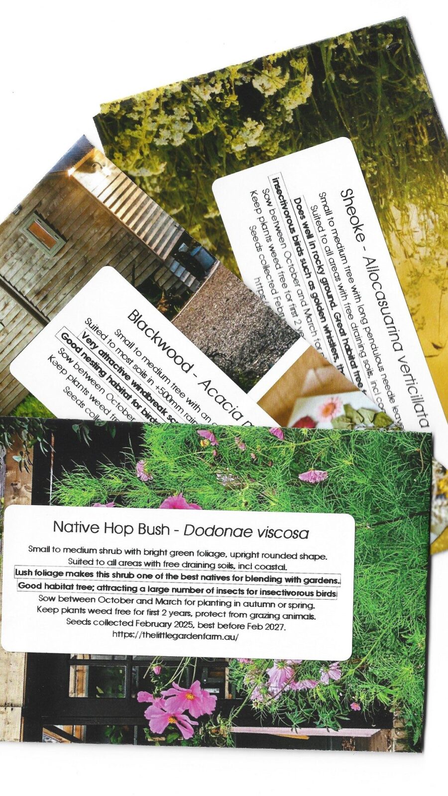 Make Your Own Seed Packet Template Free Download