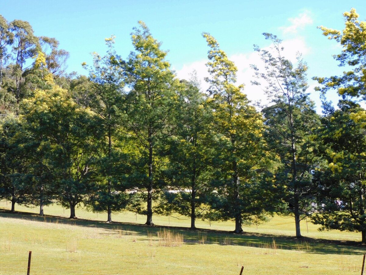 All Soils Native Shrubs For Screen & Windbreak Seeds For Sale - Image 3