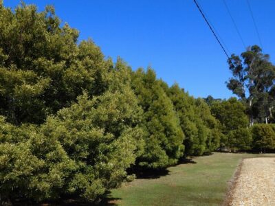 Native windbreaks Tasmania