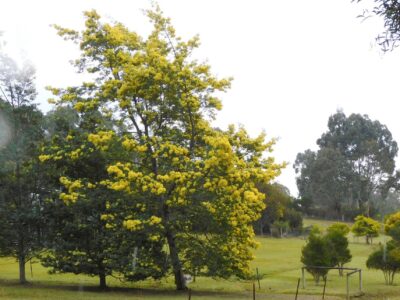 Silver Wattle Seed - Acacia dealbata