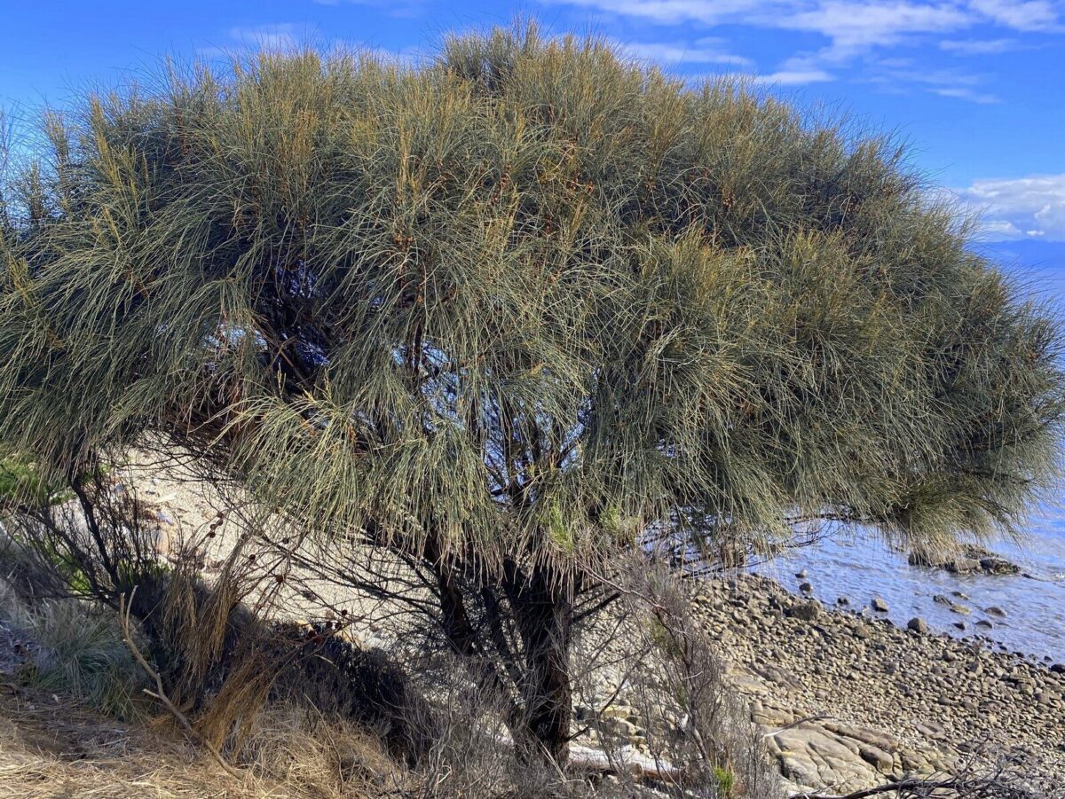 Allocasuarina verticillata seeds for sale