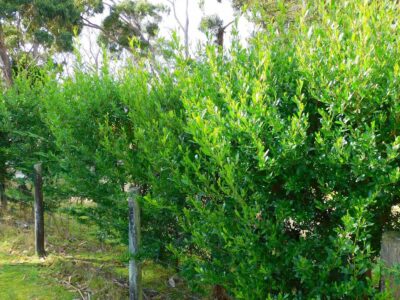 Dodonae viscosa seed for sale