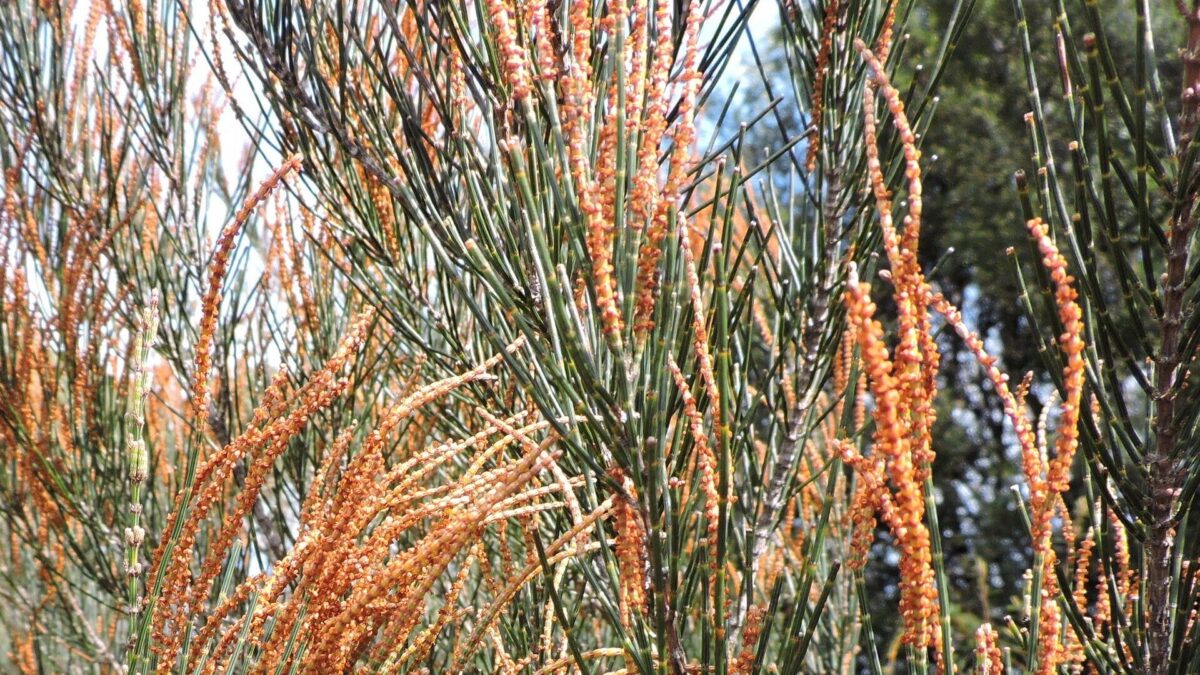 Sheoke - Allocasuarina verticillata Seeds For Sale - Image 3