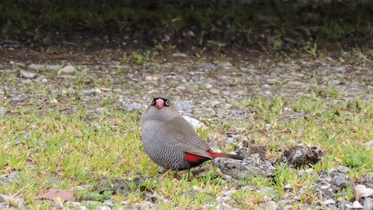 The Beautiful Firetail On Bruny