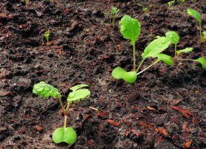 Small Farmer Consultant